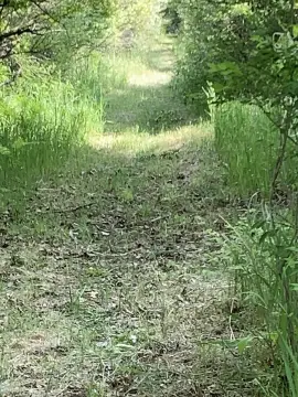 Land Near Remus City Limits