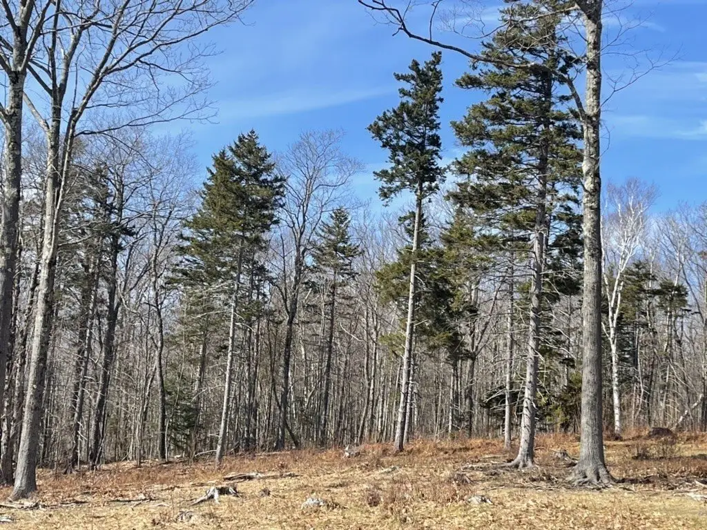 Picture 5