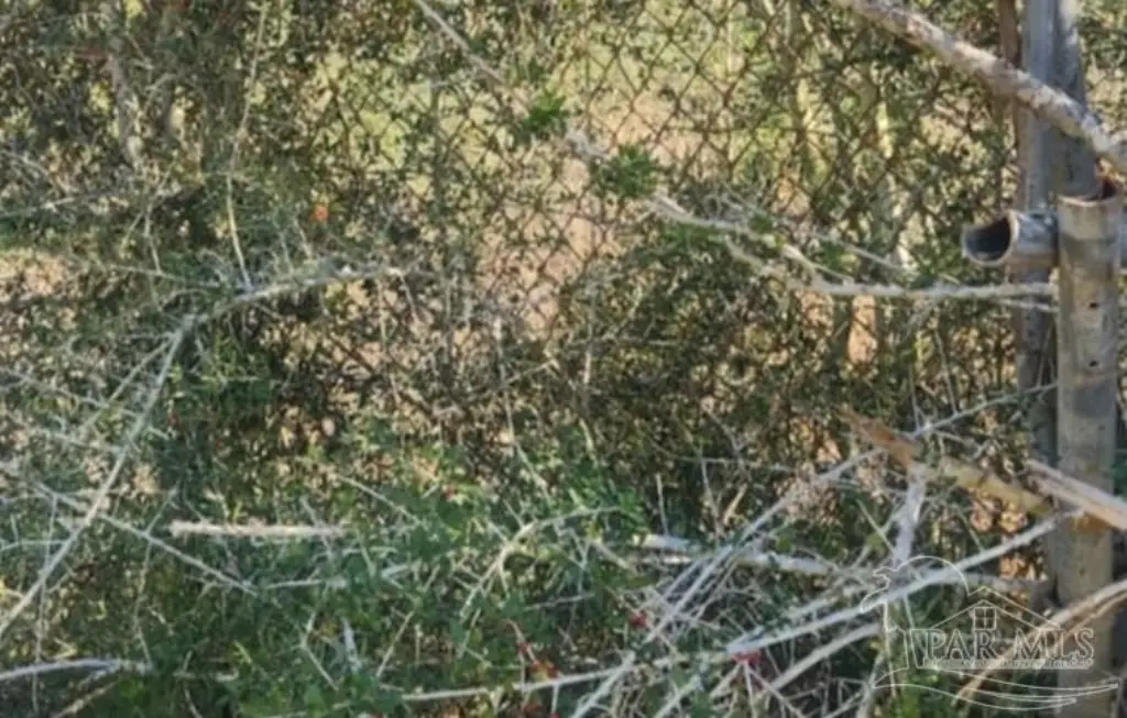Picture 9