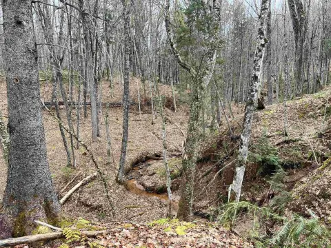 Wooded Acreage Backing National Forest
