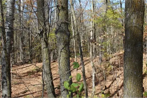 360-Acre Wooded Retreat Near Lake