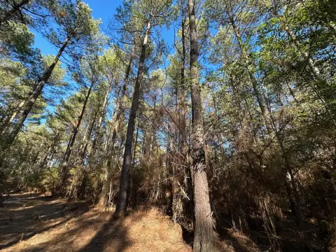 Wesson, MS Timber Investment Property
