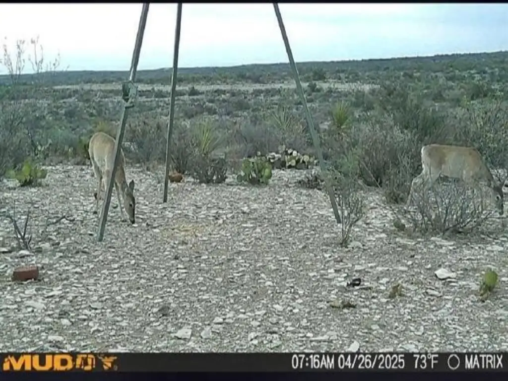 Picture 31