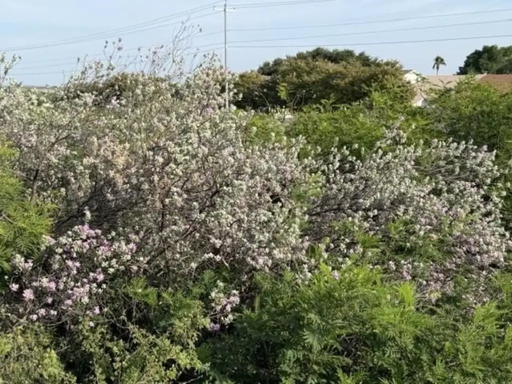 Picture 15