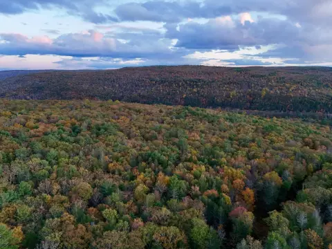 Wooded Land Parcel Near Barryville