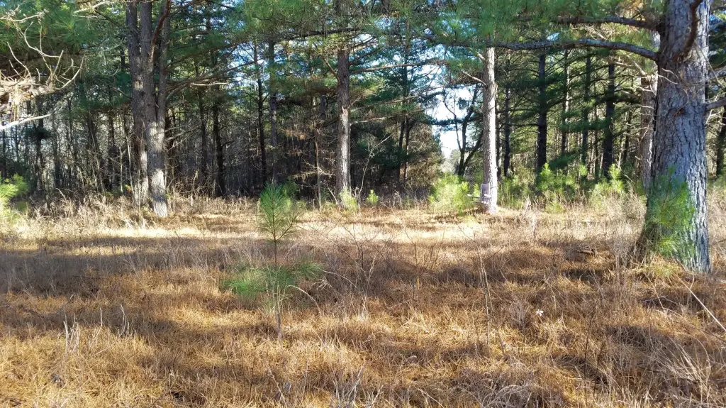 Picture 2