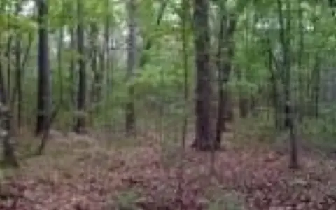 Wooded Lot in Murphy, NC