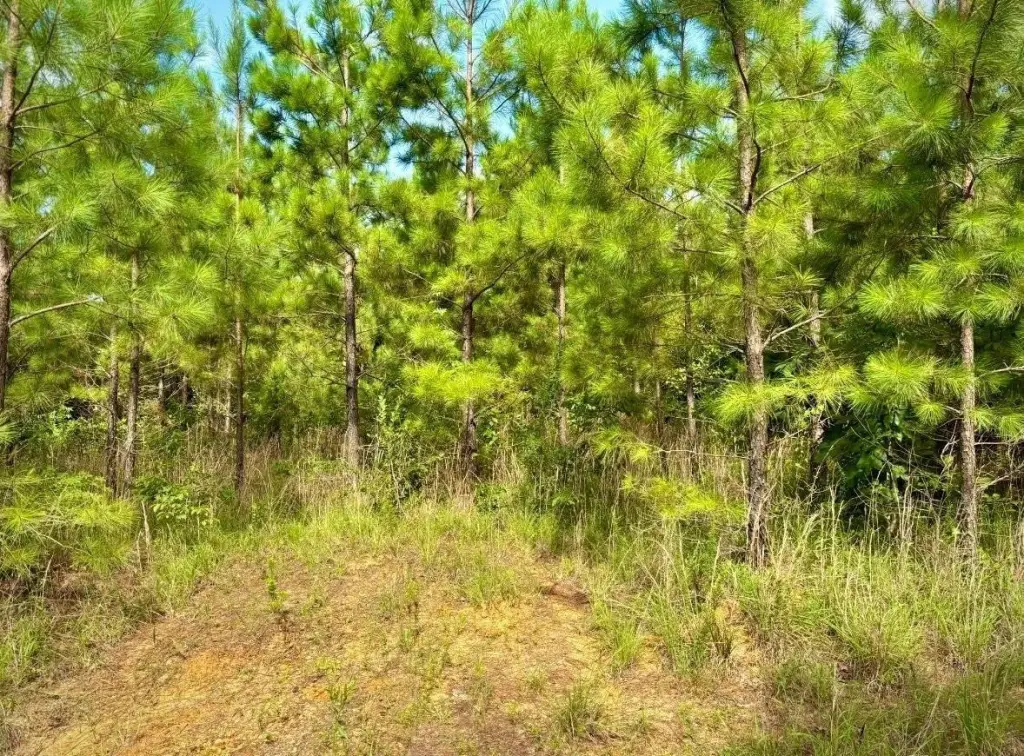 Picture 17