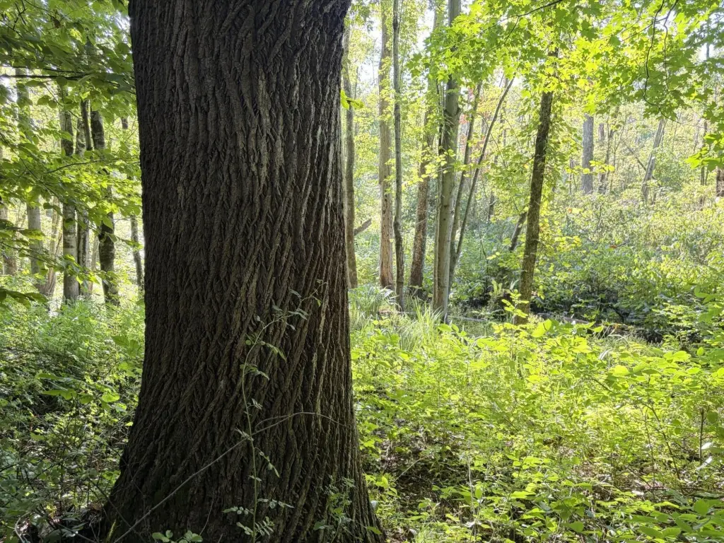 Picture 36