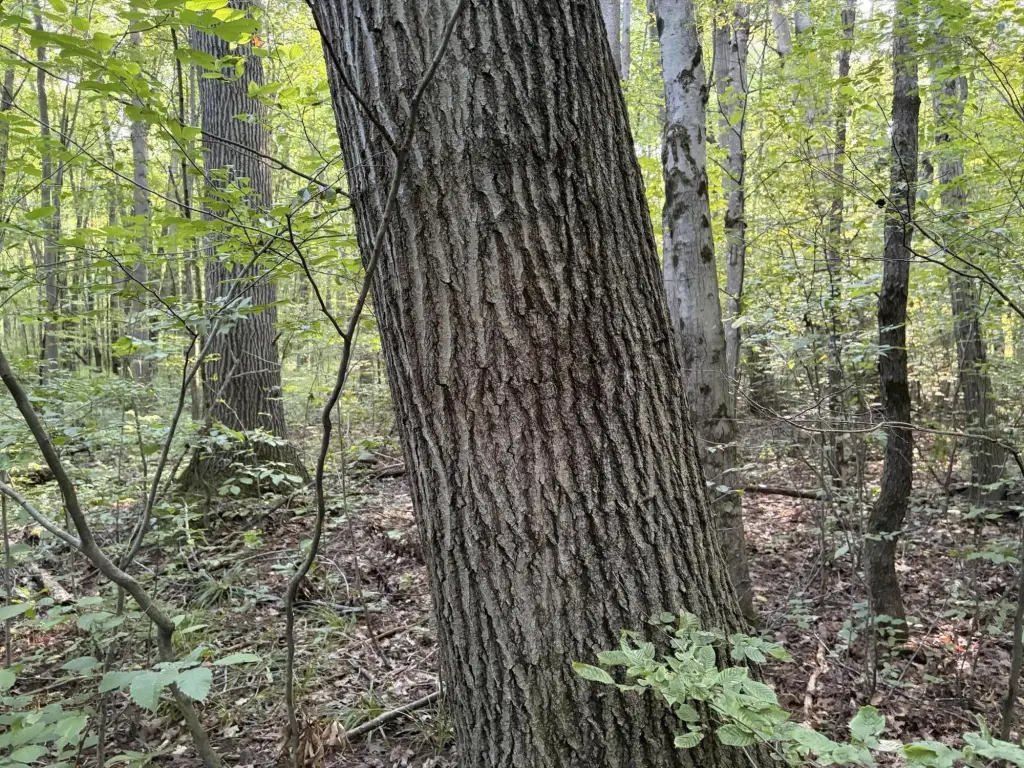 Picture 25