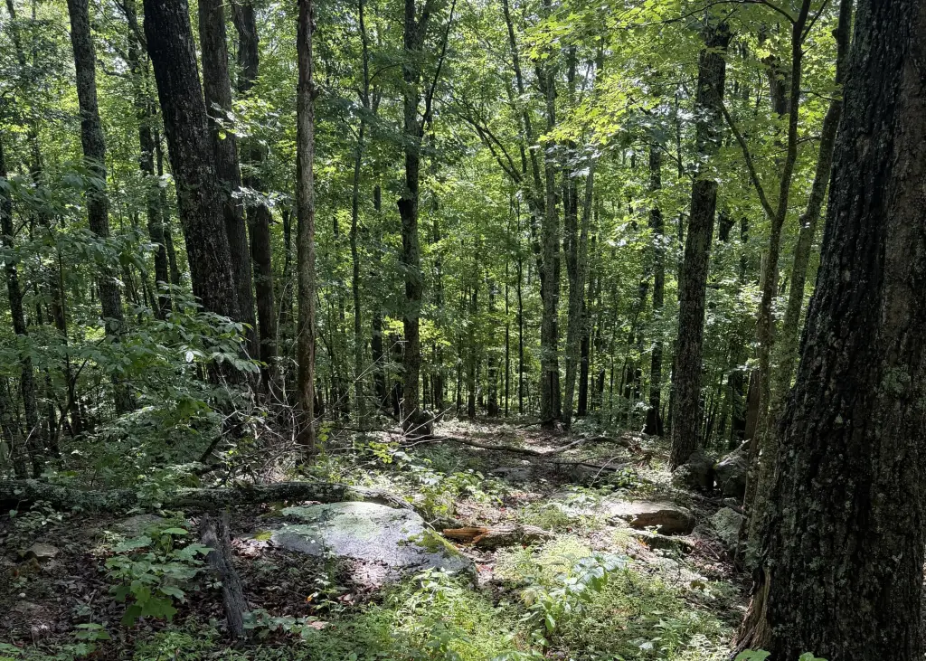Picture 6