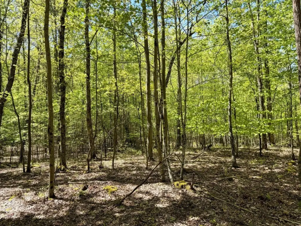 Picture 25