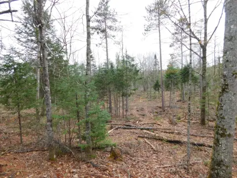 Waterfront Land on Olamon Stream