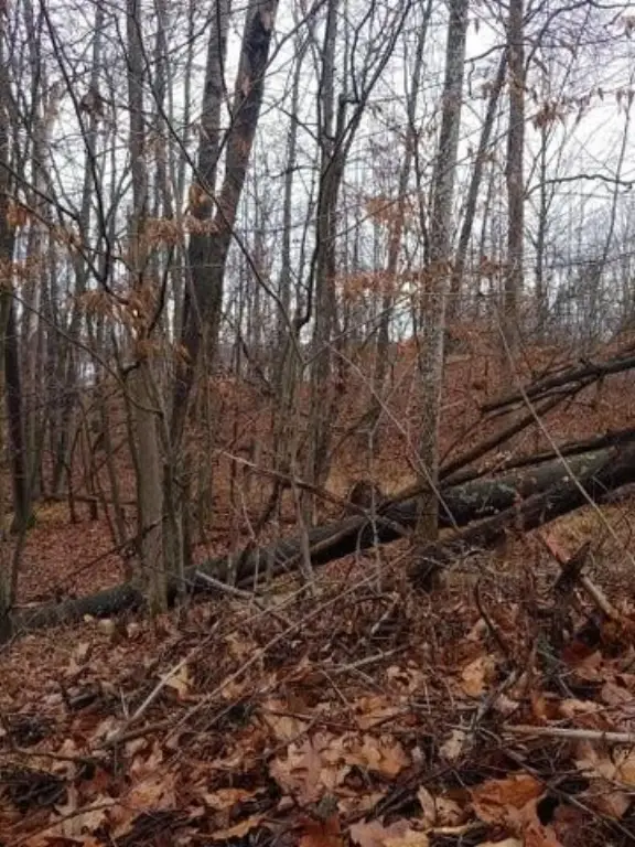 Picture 8
