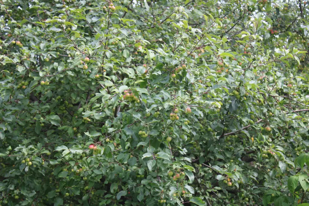 Picture 57