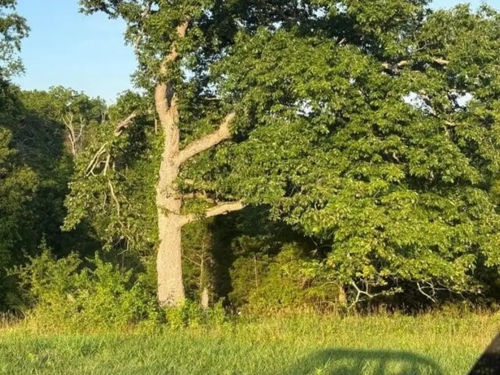 Picture 25