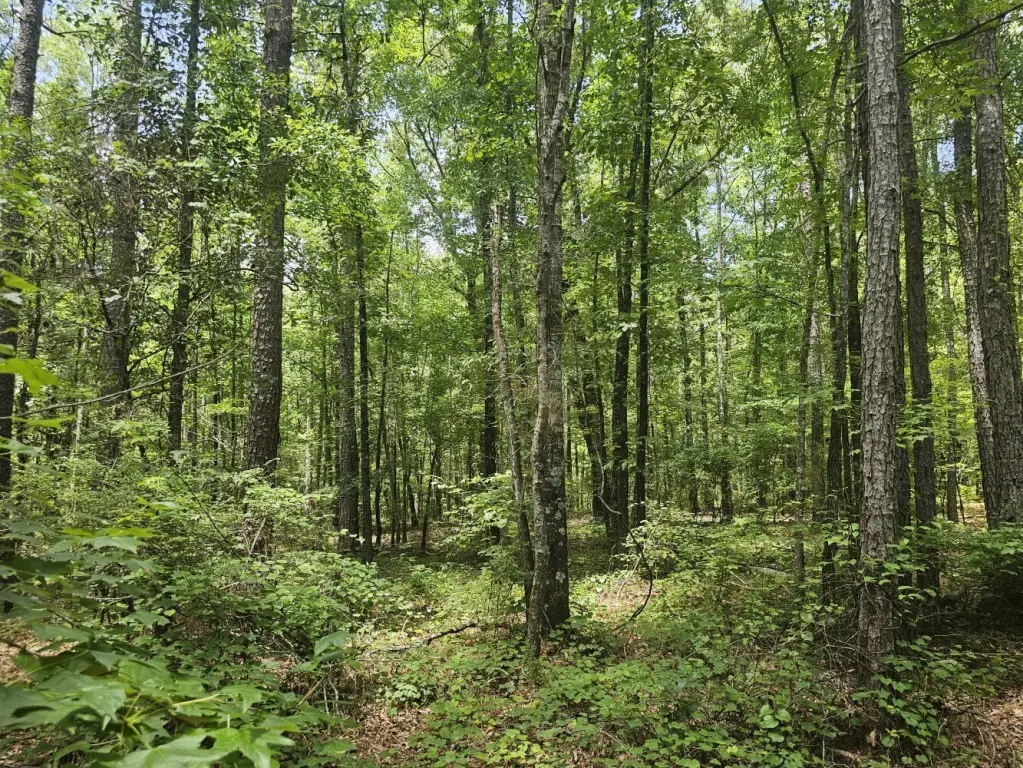 Picture 25
