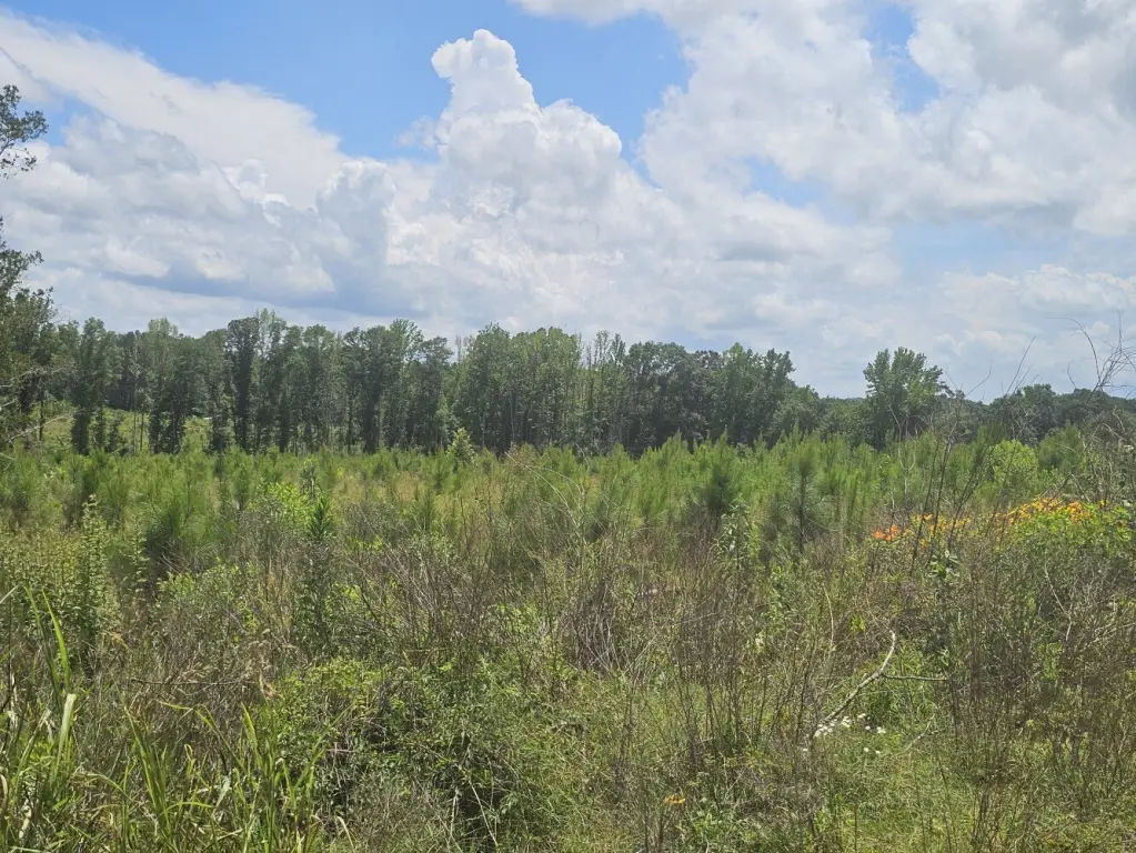 Picture 37