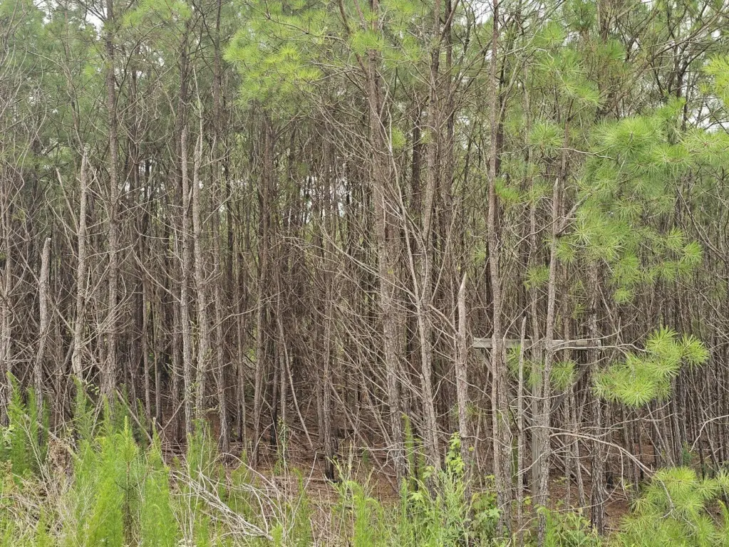 Picture 17