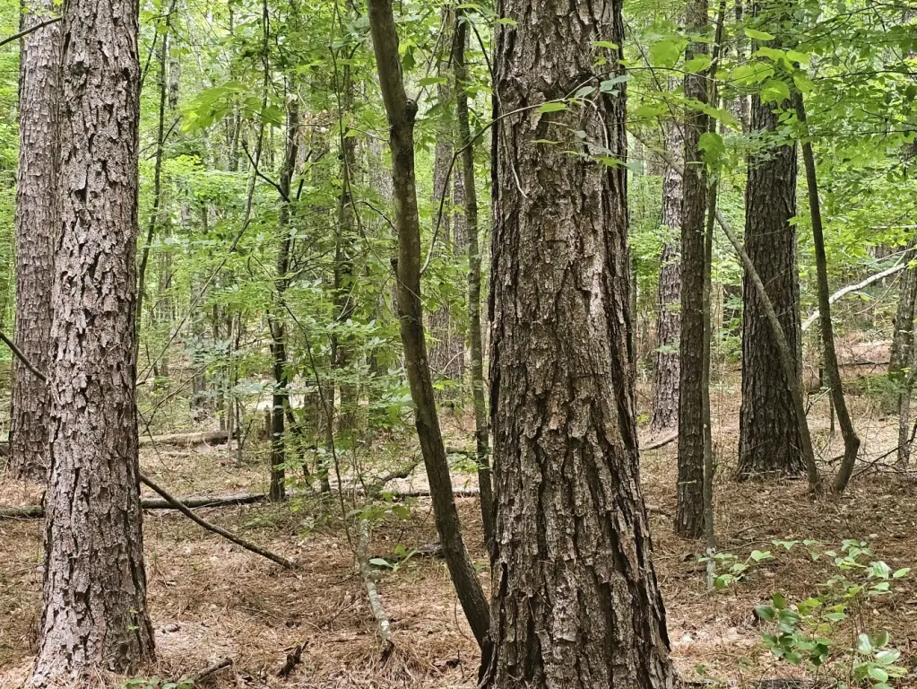 Picture 33