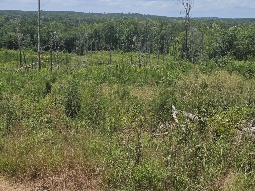 Picture 44