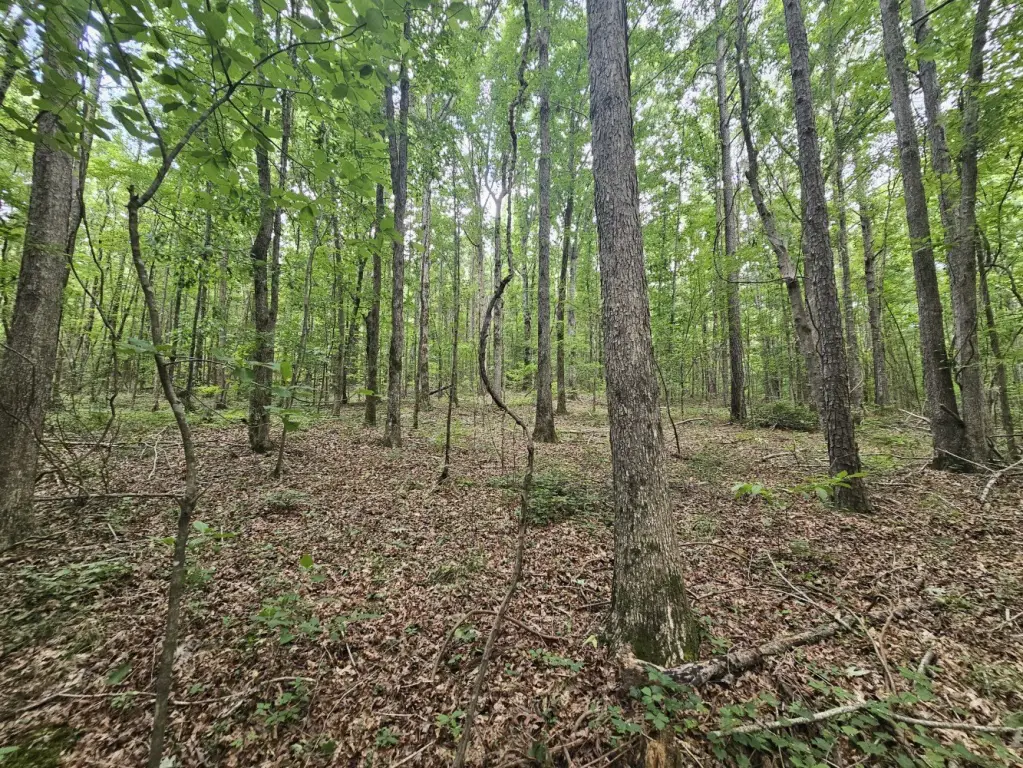 Picture 29