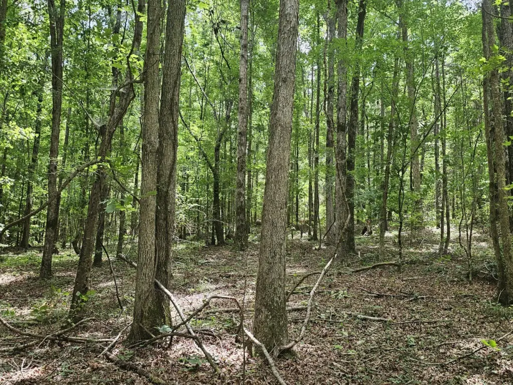 Picture 31