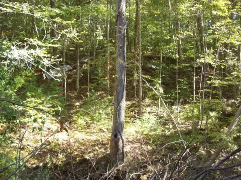 Sneedville Land with Southern Exposure