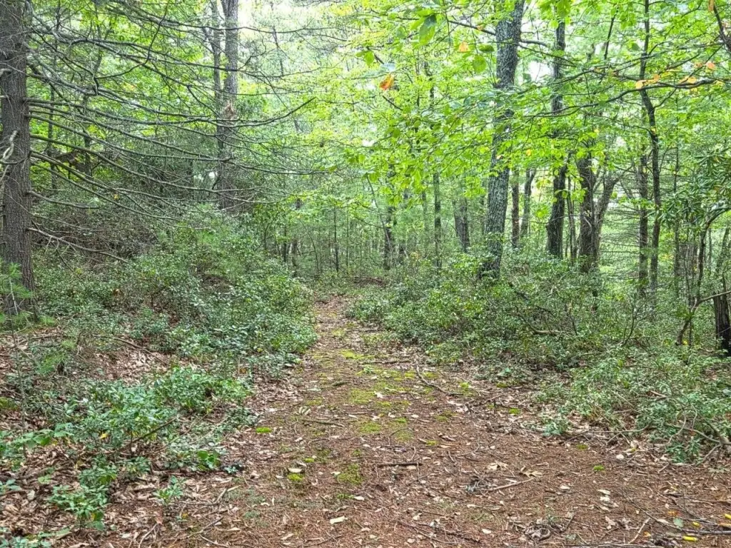 Picture 18