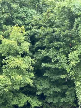 Land Near Spring River