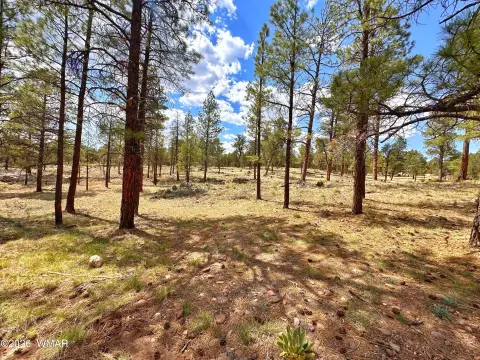 Acreage in White Mountains, Arizona