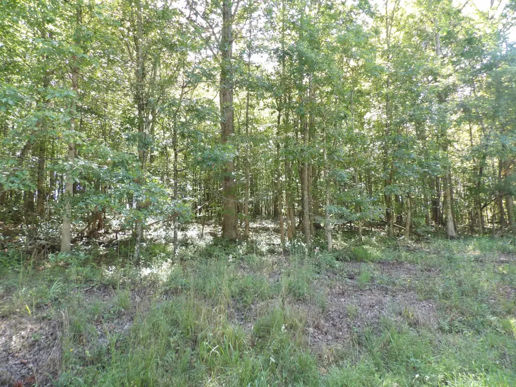 Picture 8