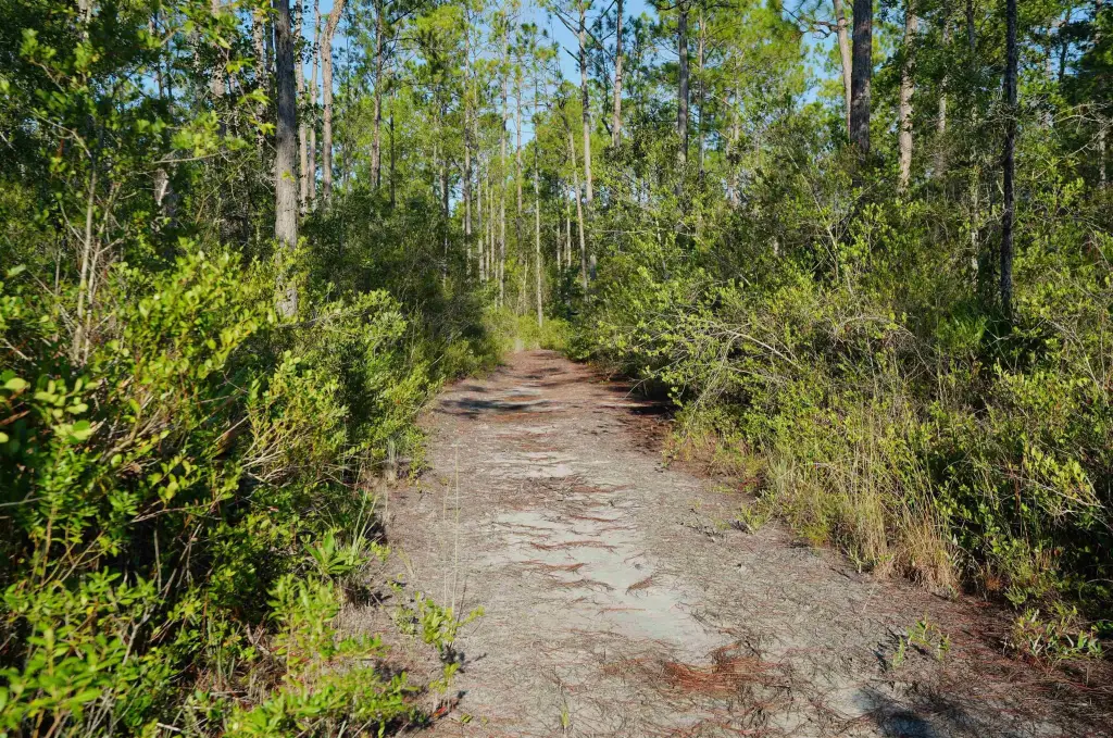 Picture 6