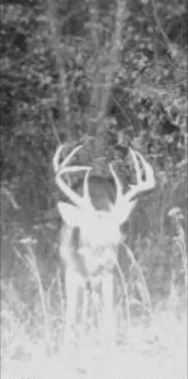 Picture 11