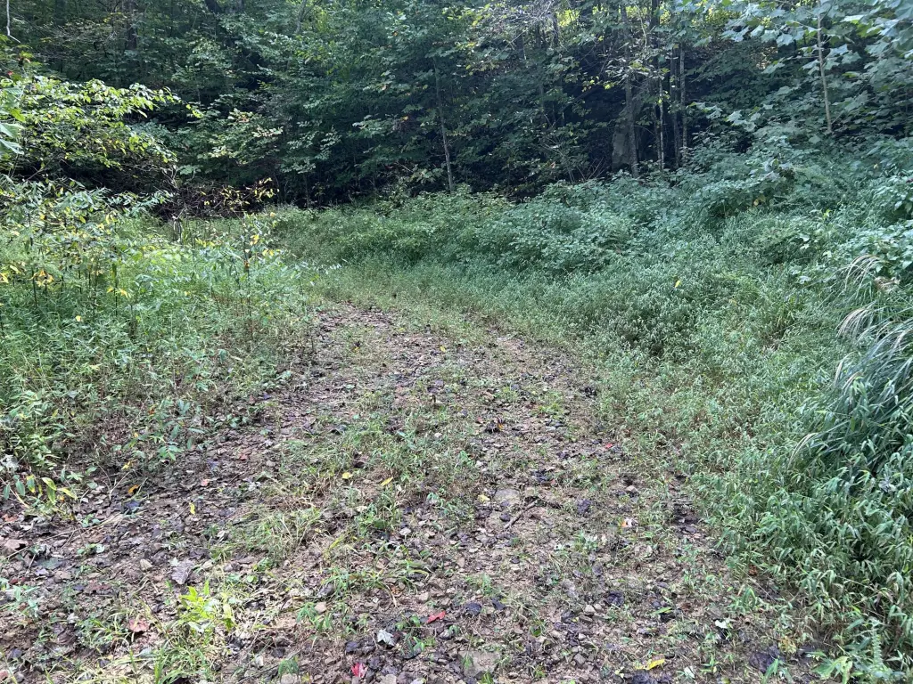 Picture 5