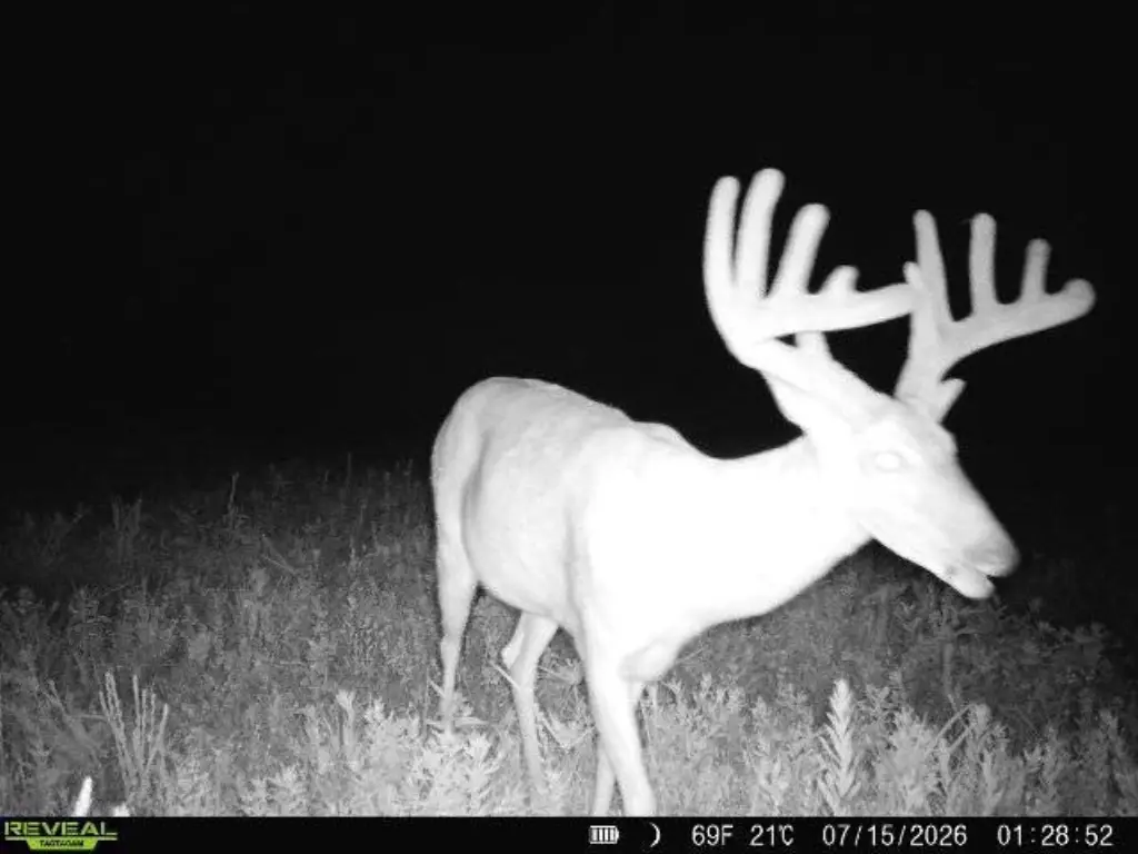 Picture 3