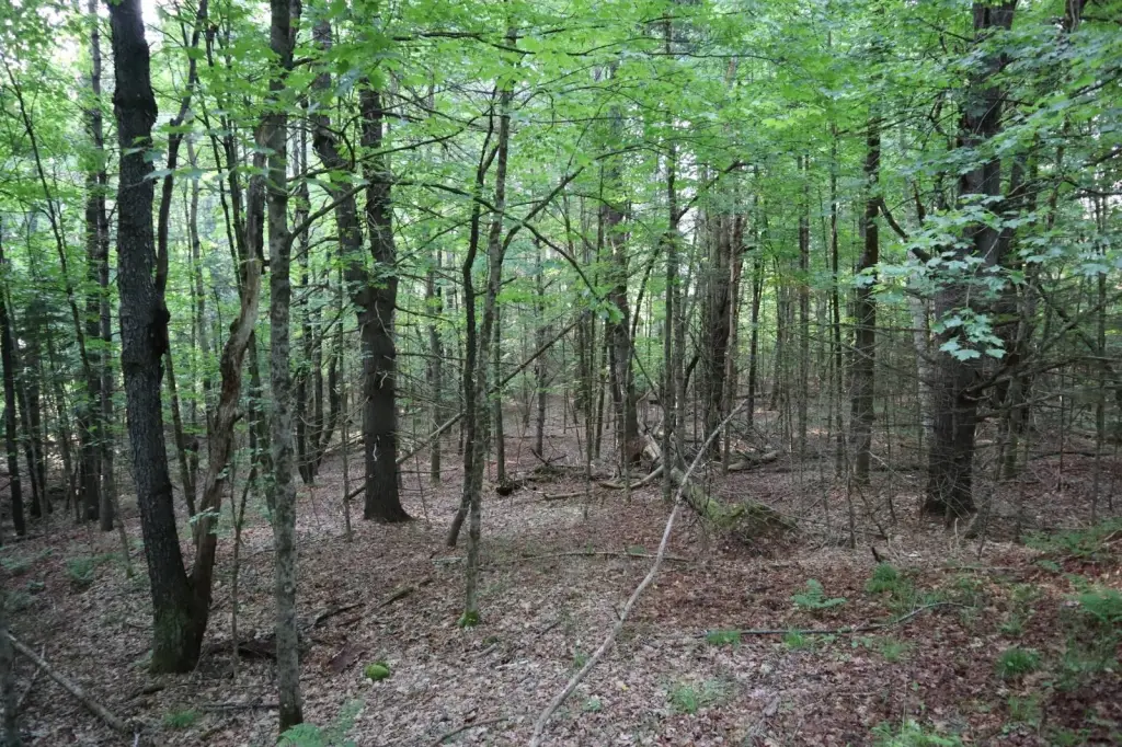 Picture 27