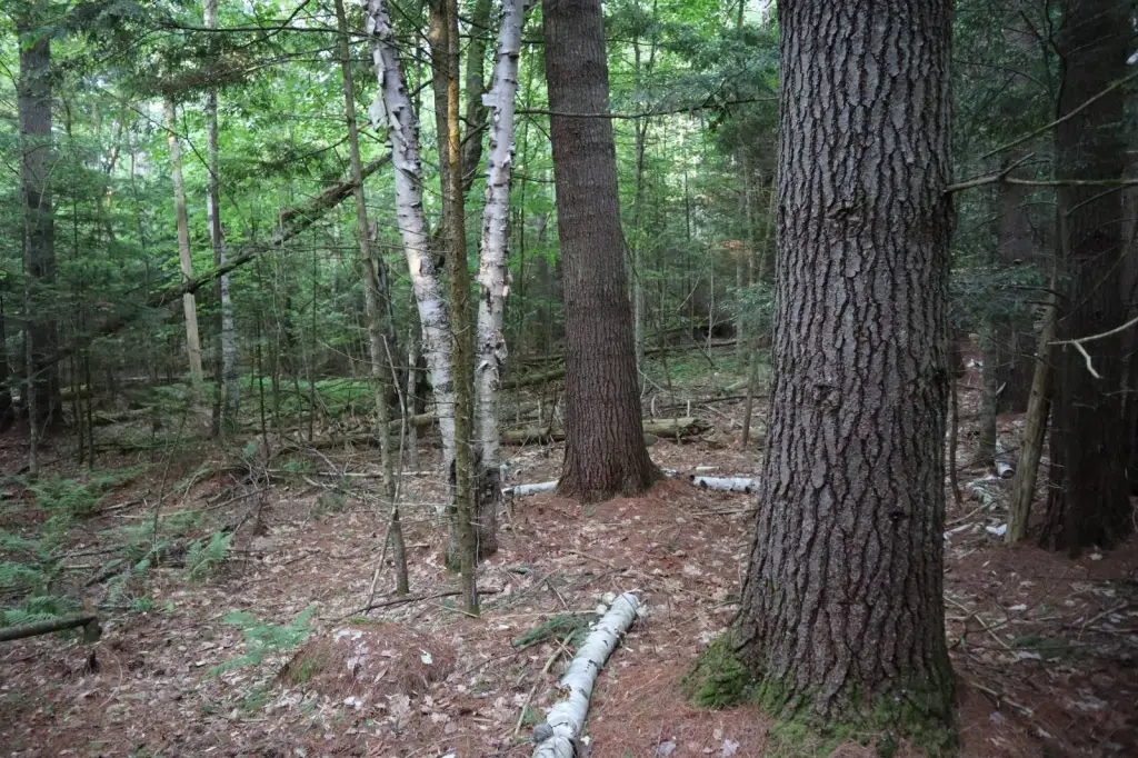 Picture 29