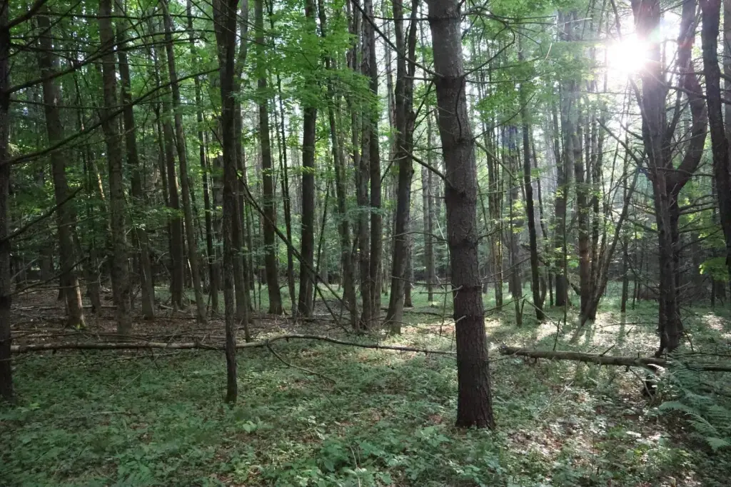 Picture 43
