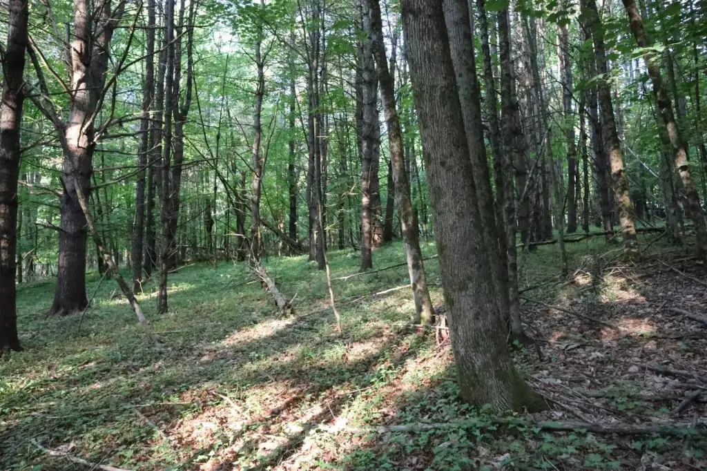Picture 42