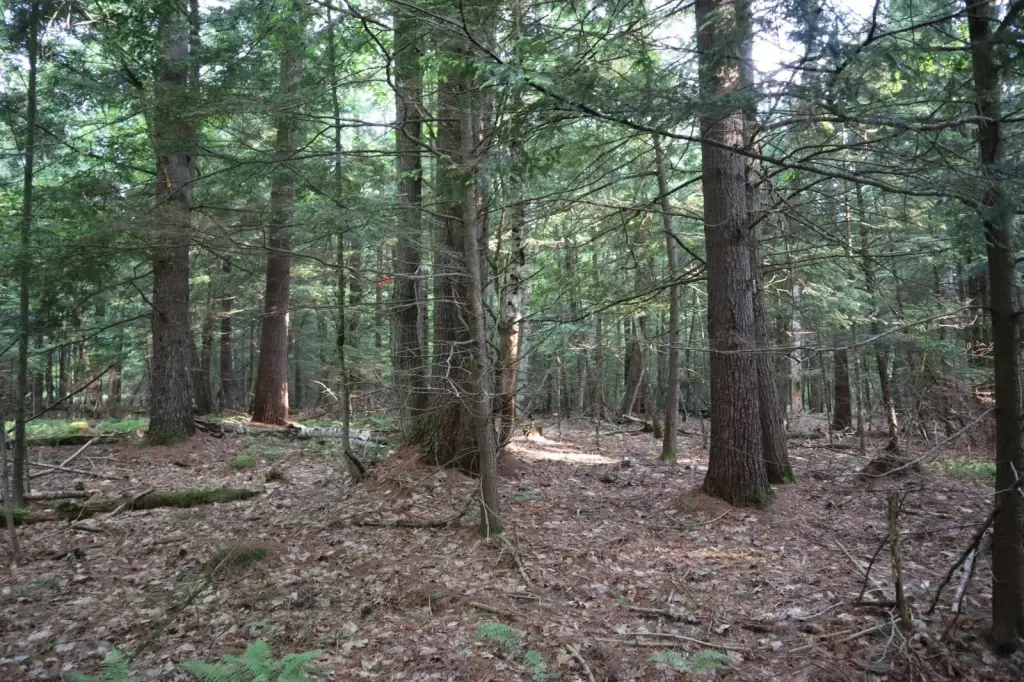 Picture 15