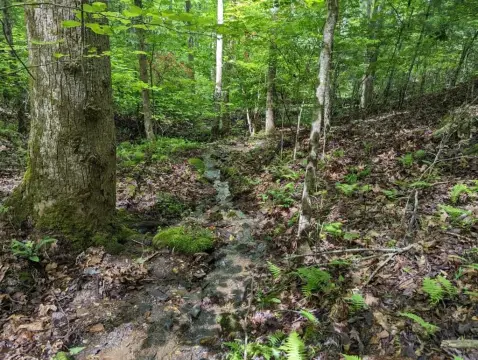 Wooded Lot in Brasstown, NC