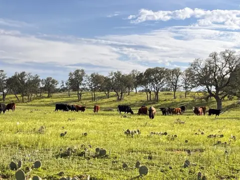 San Saba Riverfront Ranch Land