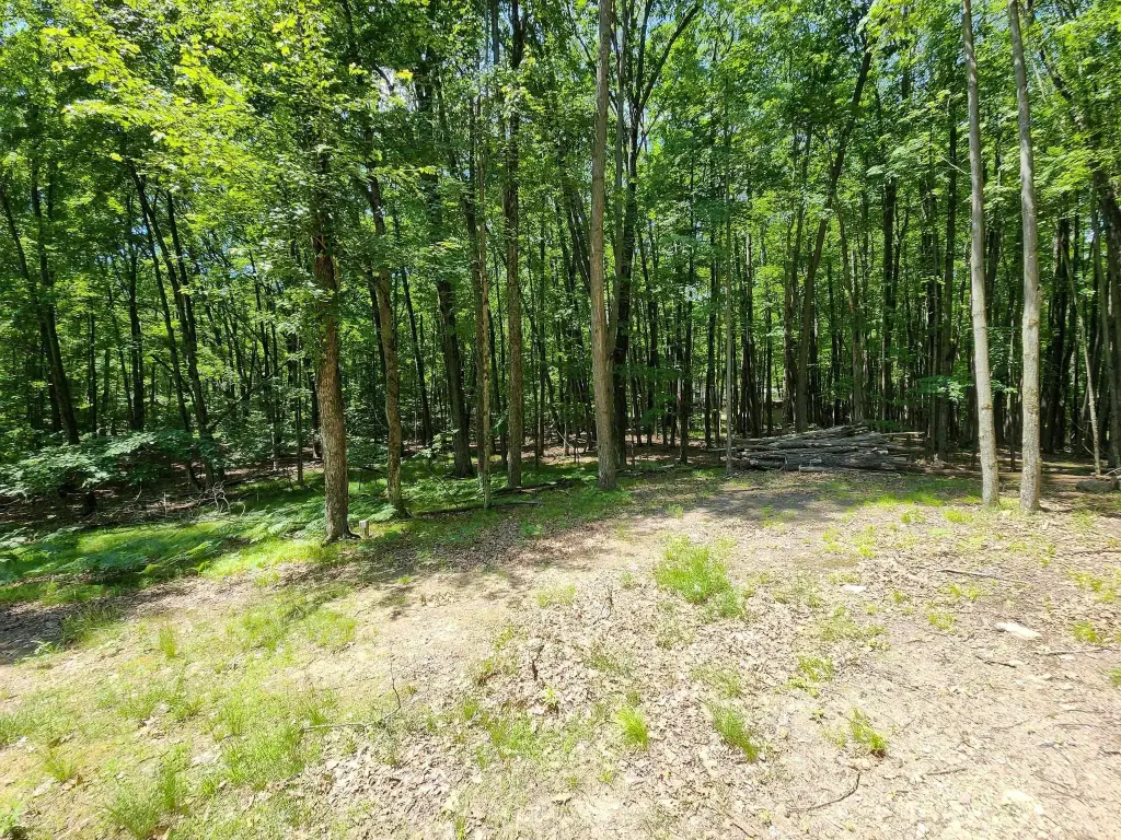Picture 5