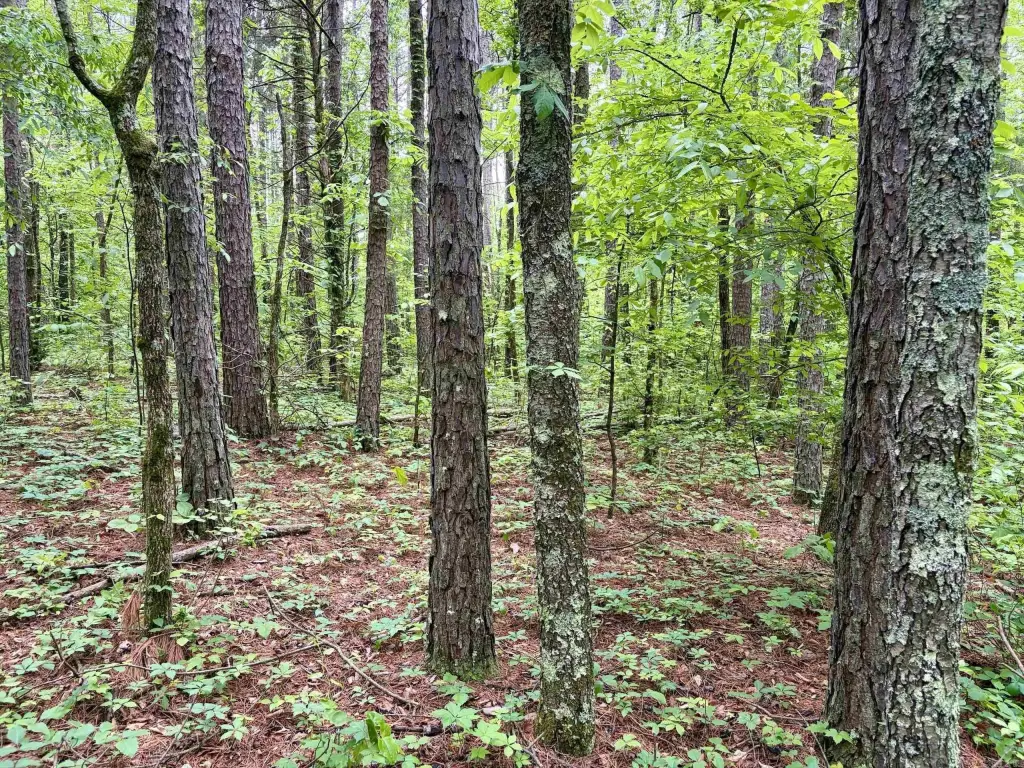 Picture 38