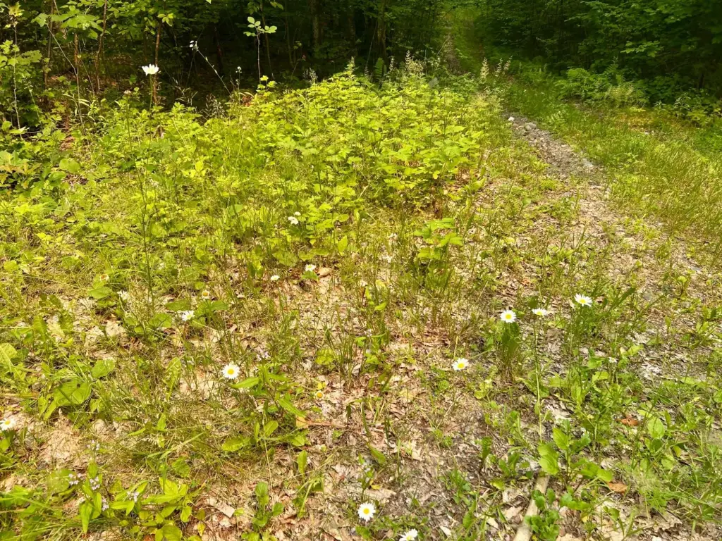 Picture 4