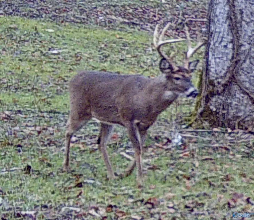 Picture 45