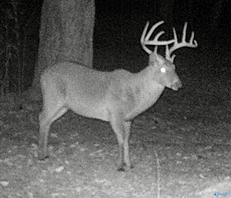Picture 42