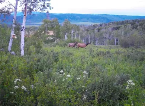 50-Acre Homesite Near Steamboat Springs