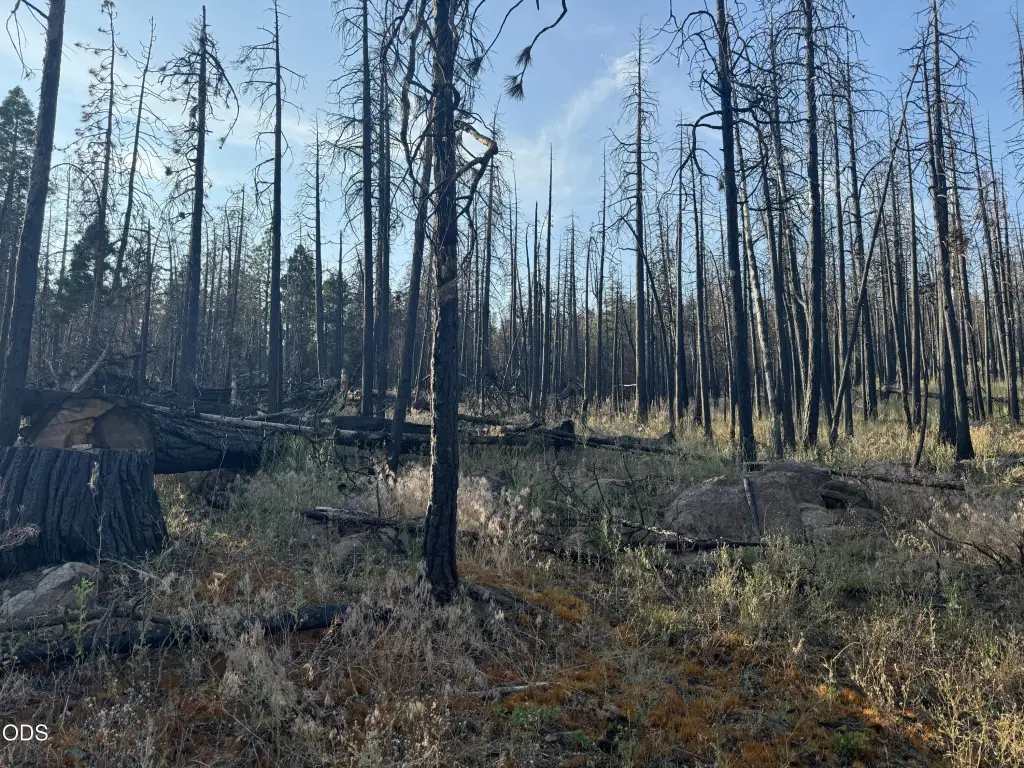 Picture 15